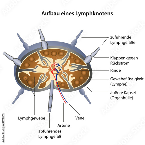 "aufbau lymphknoten illustration" Stockfotos und lizenzfreie Vektoren