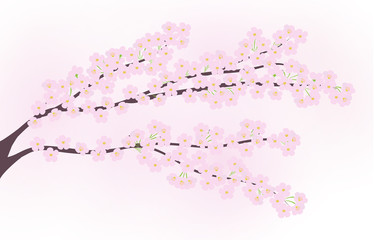 Spring cherry tree vector illustration