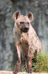 Schapenvacht deken met foto Hyena Spotted hyena