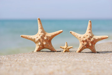Fototapeta na wymiar family holiday concept - sea-stars walking on sand beach against