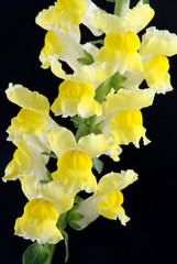 Fototapeta premium yellow antirrhinum (snapdragon) flower isolated on black