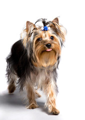 yorkshire terrier with one's tongue hanging out isolated on whit