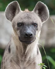 Fotobehang Hyena Gevlekte hyena