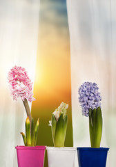 3 hyacinths
