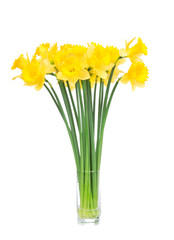 Bouqut of yellow lent lilyl daffodil or narcissus