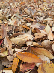 落葉に覆われた地面