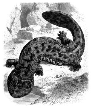 Salamander - Lisard