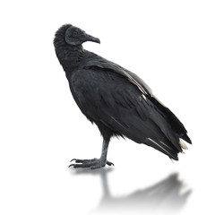 Black vulture (Coragyps atratus)