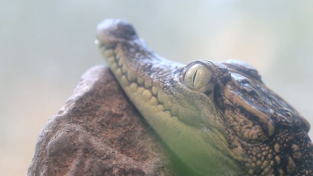 Baby Crocodile