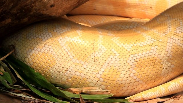 Close up of golden thai python,