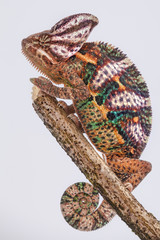 Yemen chameleon 
