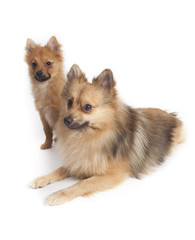 Mini kees isolated on white background