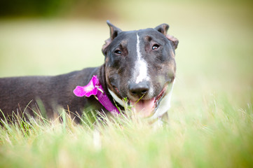 english bull terrier dog portrait