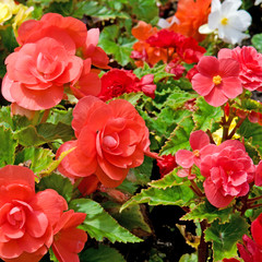 beautiful background of flowers begonias