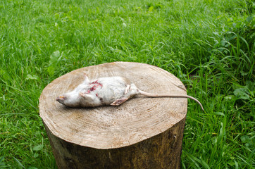 dead rat bloody wound tooth lie tree stump grass