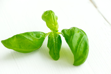 Obraz premium Fresh green basil on white wooden table