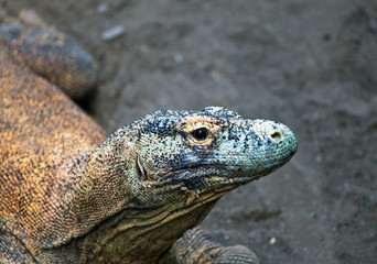 Huge monitor lizard on grey sand