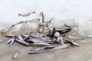 smelt