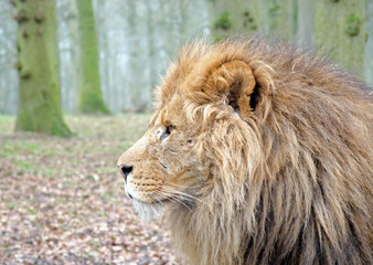 Fototapeta na wymiar Male Lion bliska