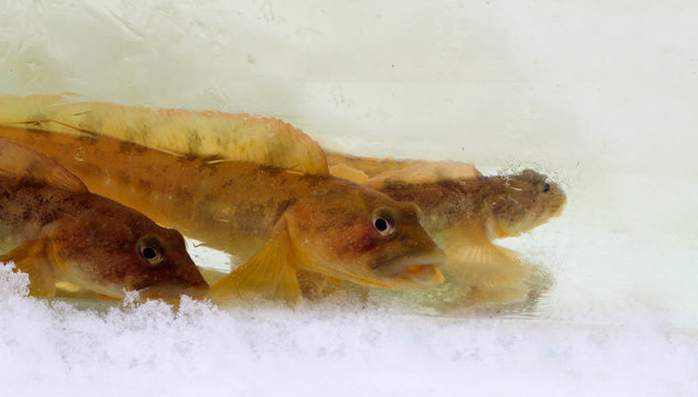 mother-of-eels in the winter under ice (Zoarces viviparus)