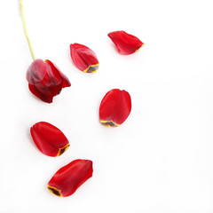 Tulpe in rot mit losen Blättern