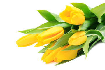 Yellow tulips