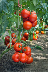growth ripe tomato