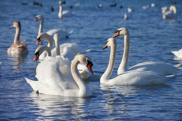 Fototapeta premium White swans floating on the water