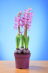Pink hyacinth flower in a pot