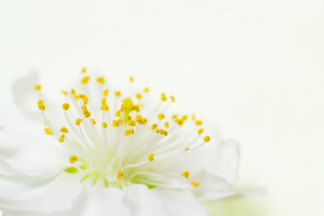 Closeup of a white apricot blossom