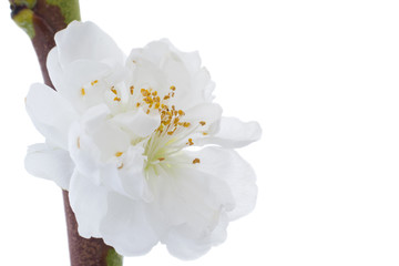 Fototapeta na wymiar Zbliżenie biały kwiat moreli