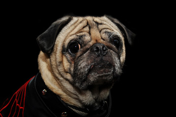 Pug Over Black