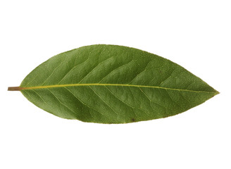 Fototapeta na wymiar Single bay leaf isolated on white background