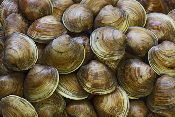 Clams Background