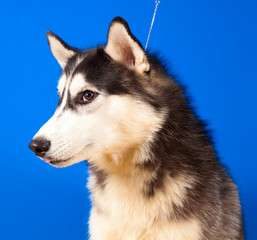 Obraz premium dog husky