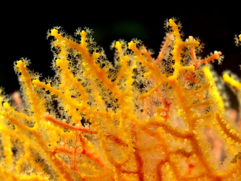 Gorgone coral, Philippine sea
