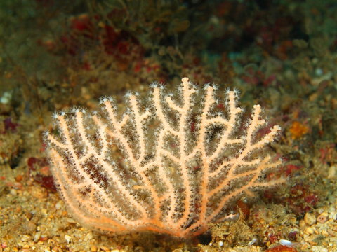 Gorgone coral, Philippine sea