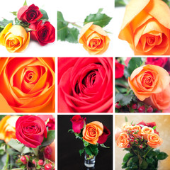 collage of beautiful colorful roses