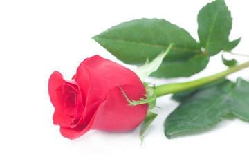 beautiful red rose isolated on white