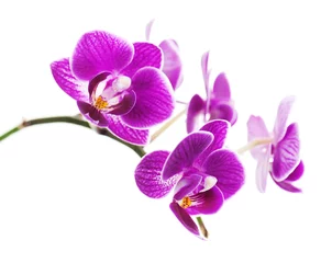 Papier Peint photo Lavable Orchidée Rare purple orchid isolated on white background.