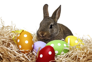 easter rabbit and easter eggs