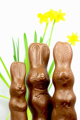 Schokoladenosterhasenhasen mit Narzissen