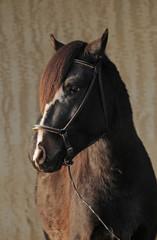 Paso Fino