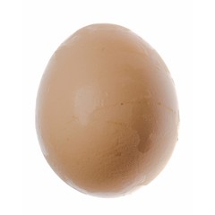 chicken egg