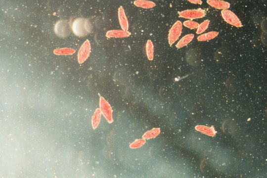 Paramesia Paramecia Bilder – Durchsuchen 351 Archivfotos, Vektorgrafiken und ...