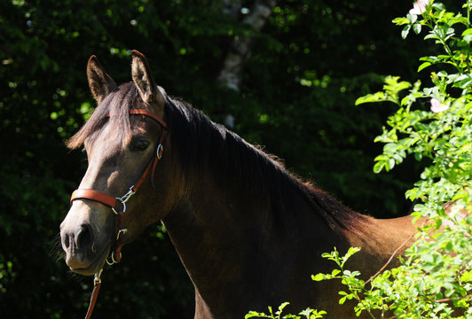 Paso Fino