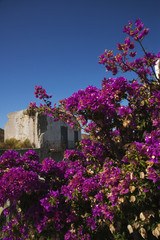 Pink flowers plant, Ponza, Province Of Latina, Lazio, Italy