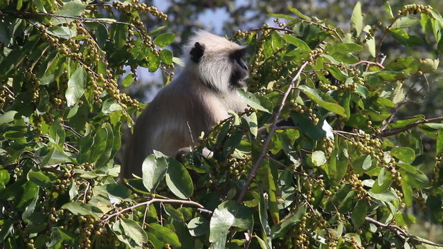 presbytis monkey eating fruits on tree