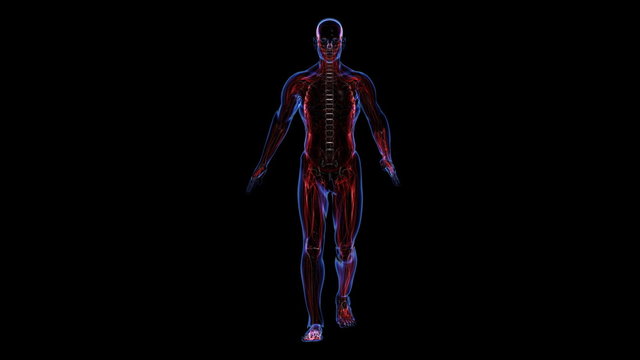 Human skin, skeleton and muscules. Front view of figure (loop)