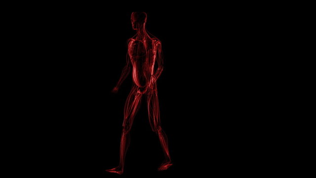 Human muscules only Panorama view of figure (loop)